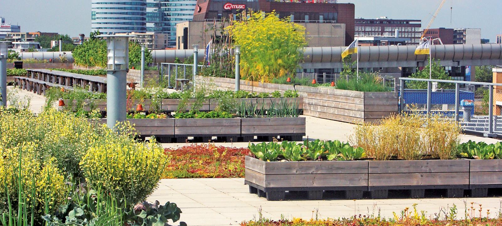 Urban rooftop farming